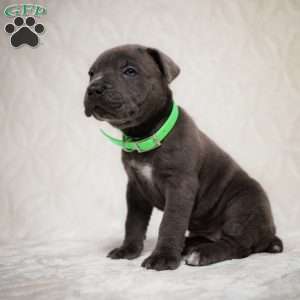 Ella, Cane Corso Puppy